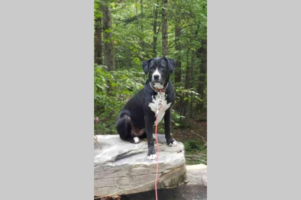 Roscoe Cottage Pet Friendly Extérieur photo